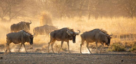 Wildebeest at golden hour