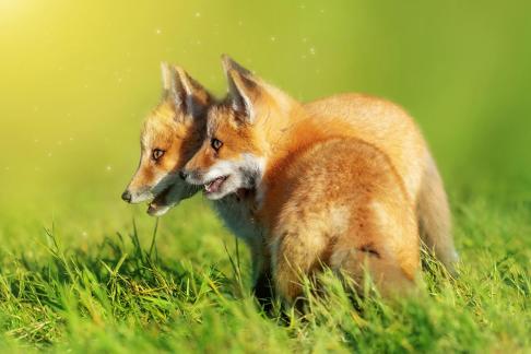 Cute little fox10