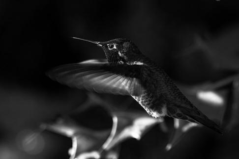Beautiful hummingbird5