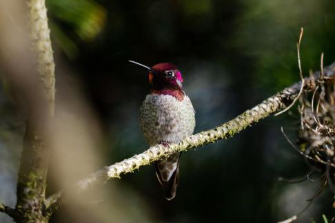 Beautiful hummingbird6