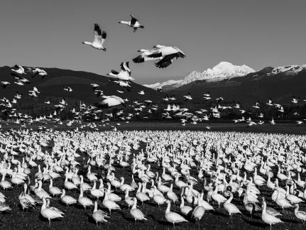 The gathering of geese