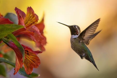 hummingbird27