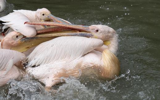 Pelican Fighting A