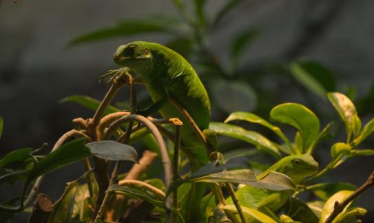 Lau banded iguana