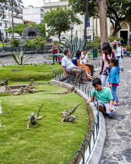 Iguana City Park