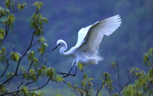 The White Egret Flies in Xisaishan