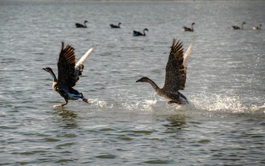 Swan chasing on Swan Lake