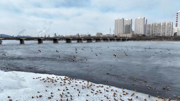 Birds by the riverbank snow