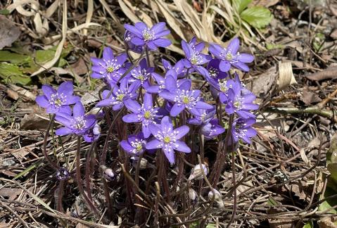 Anemone hepatica 6