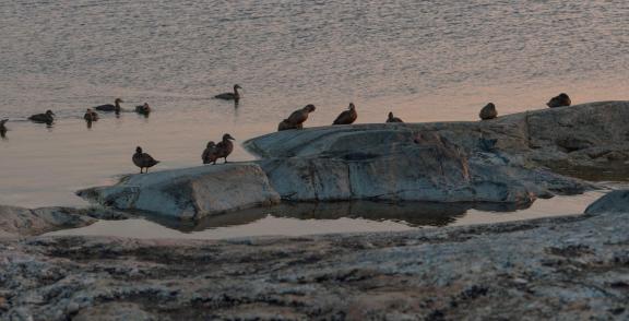 Summer night of the birds