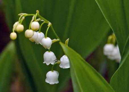 Lily of the valley 2