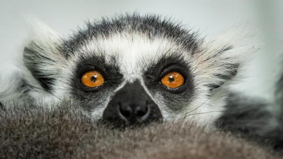 Katta Lemur awake