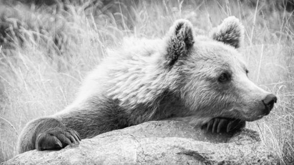 Resting Brown Bear