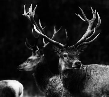 Two stags