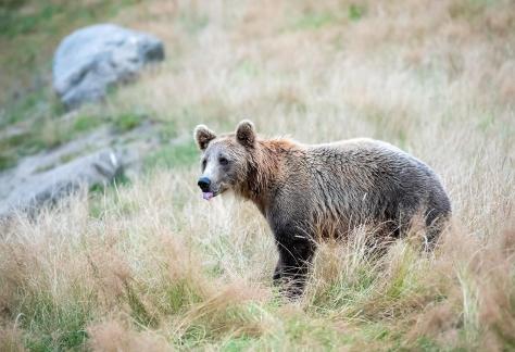 Bear licking tongue