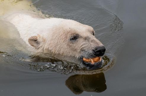 Ice Bear with food