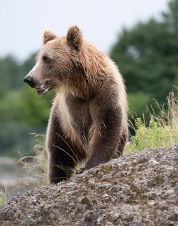 Brown Bear on the rock