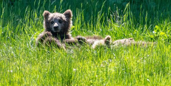 Baby Brown Bears