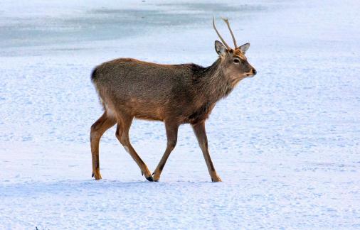 Male young deer