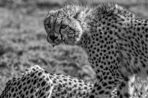 A day of cheetah18