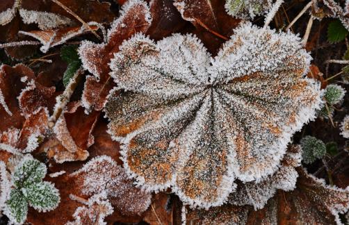 Blatt mit Raureif