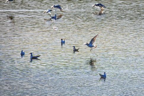 Seagulls are seeking for food