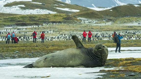 E Seal Waves at Photogs