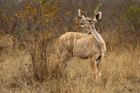 Nyala Ewe Nibbles Leaves