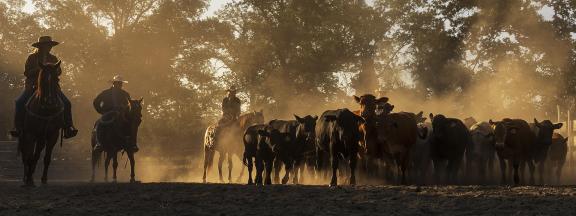 Separating Cattle