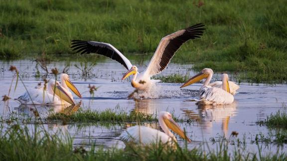 African Pelican Splash Down