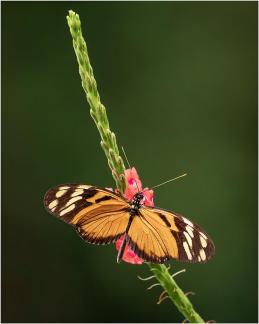 Butterfly on Red Flower 03