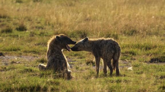 Hyena Pups Exchange Bona Fides