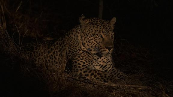 Leopard Male Distant Gaze