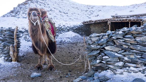 Camel Awaits Dinner