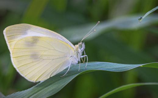 Lemon Migrant Butterfly