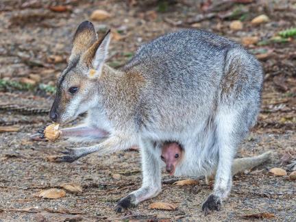 Wallaby And Infant In Pouch