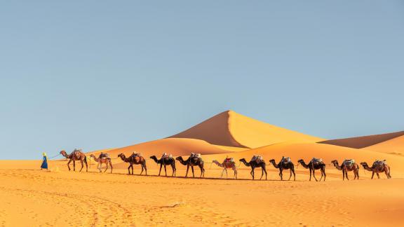 Desert camel