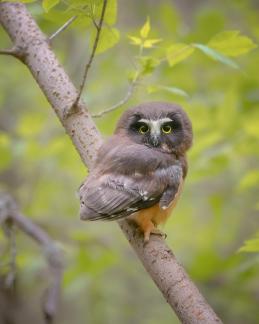 Northern saw-whet owlet 4