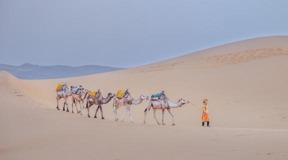 A Man   His Camels in Sahara