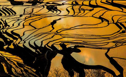 Rice Terraces 03