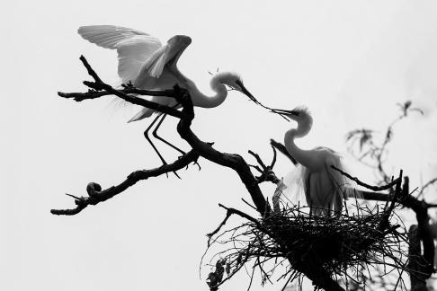 White Herons 02