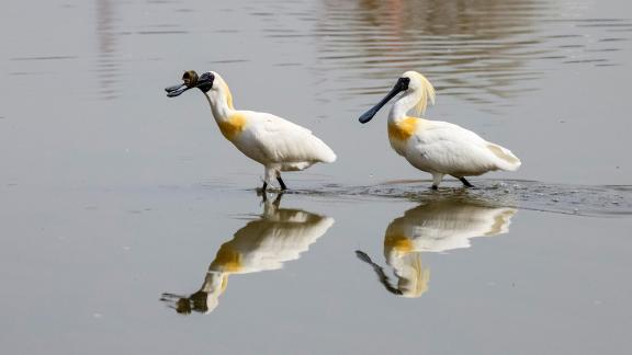 Black-faced spoonbill 02