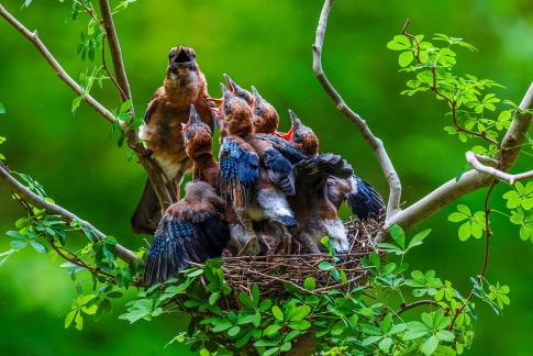 Bluejay Brooding 02