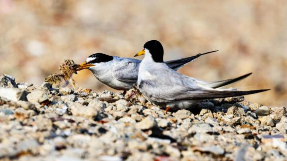 Little tern fledglings 02