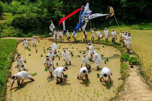 Rice-planting Production 03