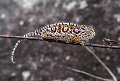 Chameleon On Stick