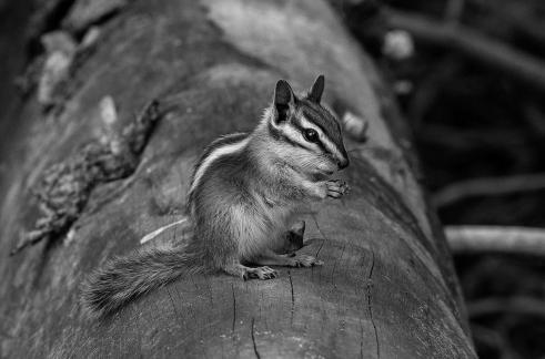 Chipmunk On Log