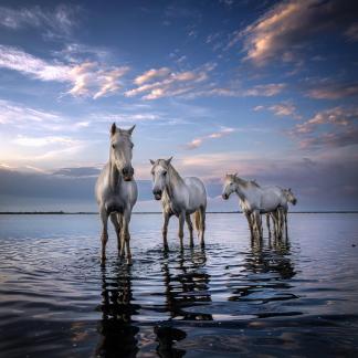 Wild horses in the water 6