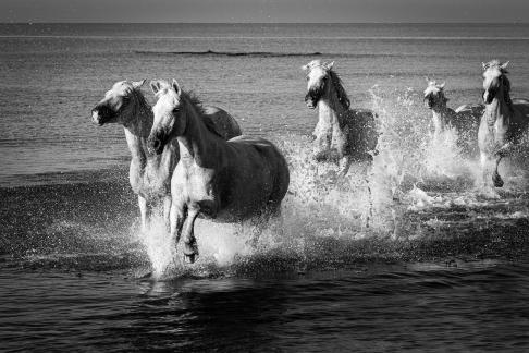 Gallop at the beach 12