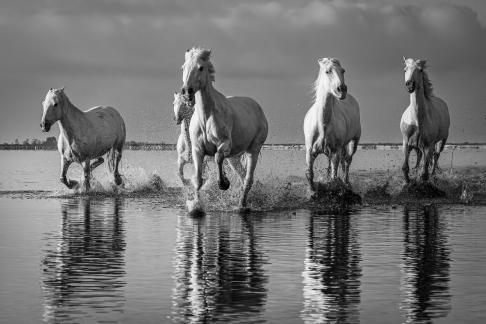 Camargue horses in gallop 25